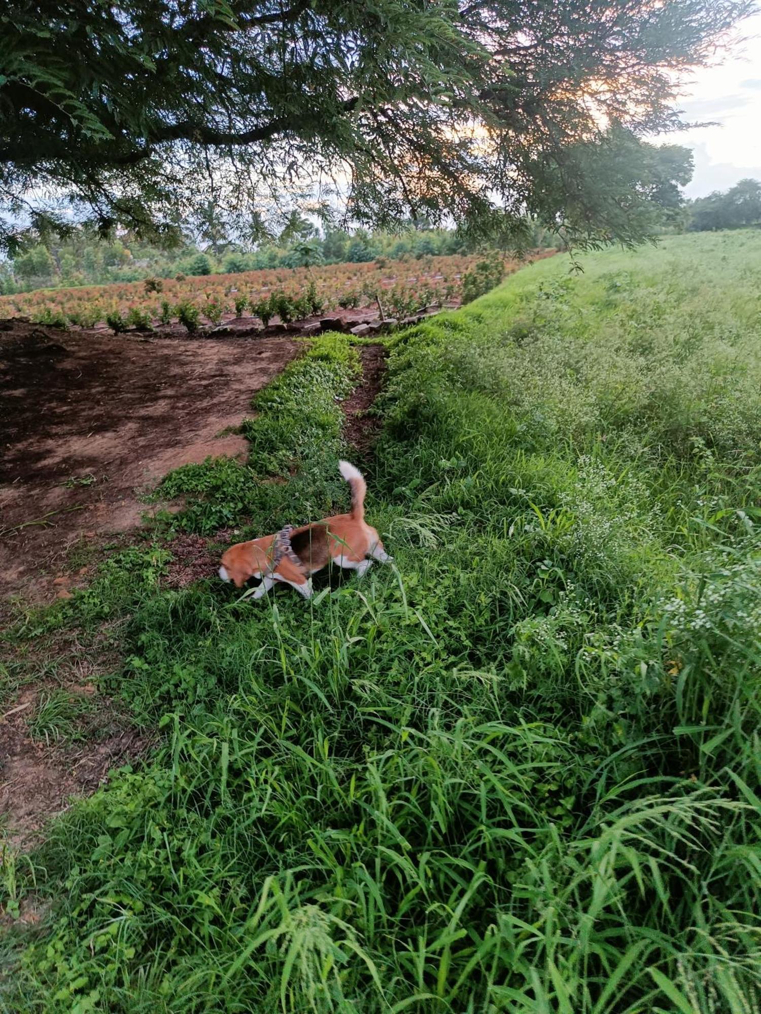 Armann Farmstay 班加罗尔 外观 照片